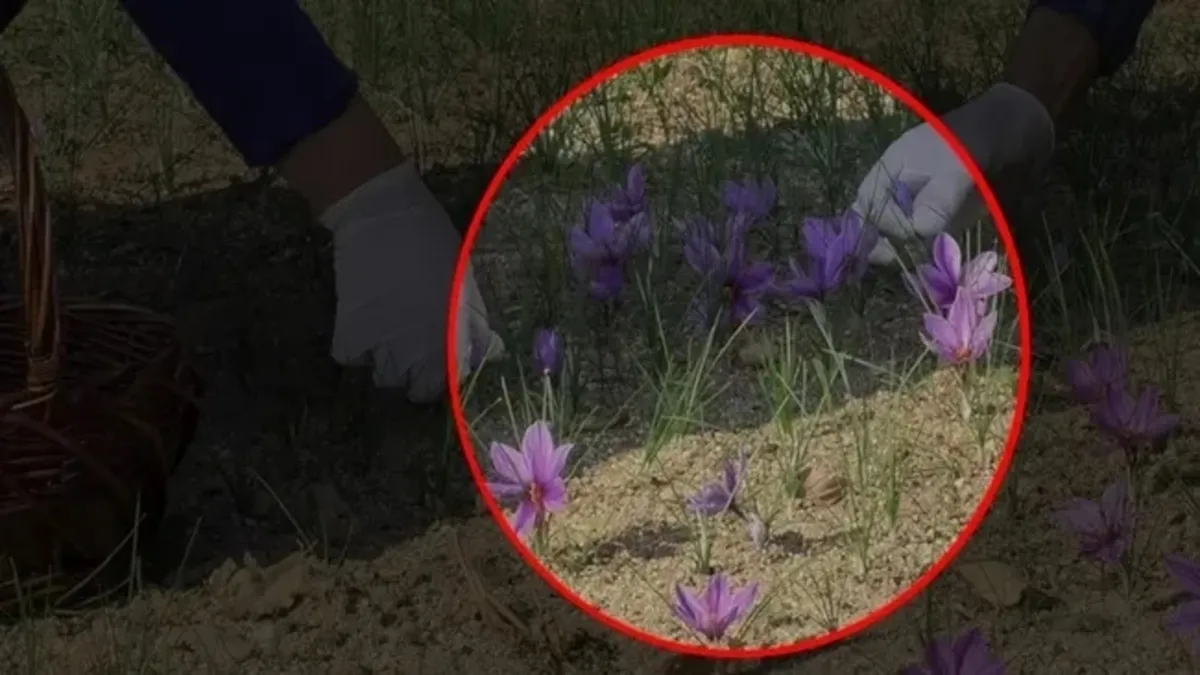 Dünyanın en pahalı bitkisi! 10 metrekarelik alanda deneme amaçlı ekmişti...