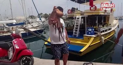 İki kiloluk ahtapot tam kapanmada kıyıya geldi | Video