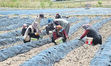 Her şey durur, çiftçi durmaz