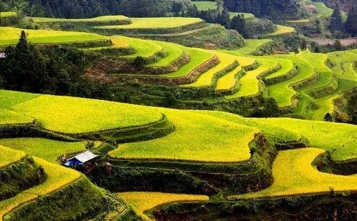 Büyüleyici pirinç tarlaları