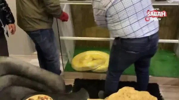 İstanbul'da uyuşturucu operasyonunda polise piton yılanı sürprizi | Video
