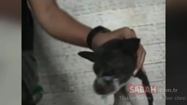 Son dakika: Yavru köpeğin gözünde sigara söndürüp işkence ettiler! Vahşet anları kamerada!