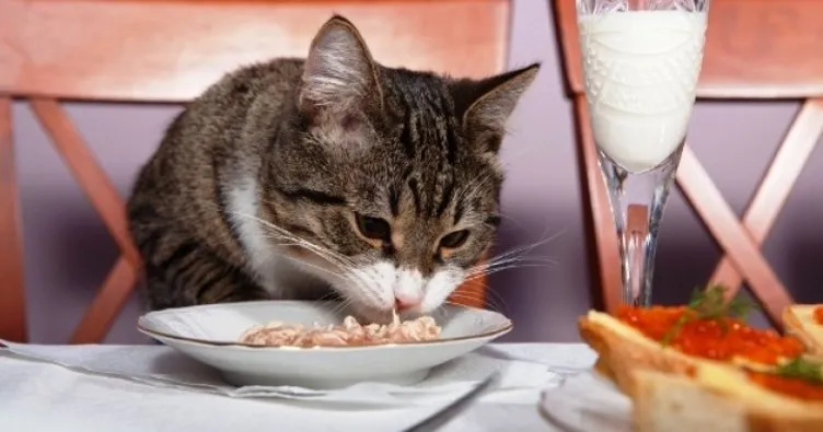 Okulda artan yemeklerle sokak kedilerini besliyor