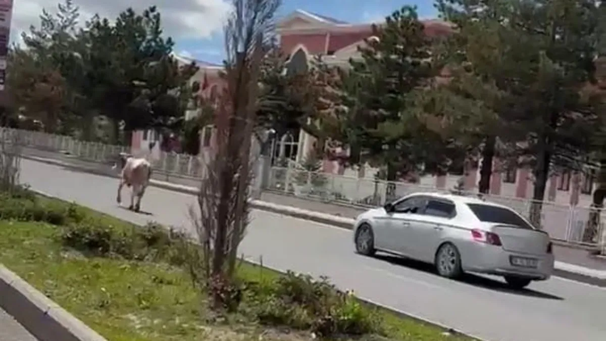 Kaçan kurbanlıklar trafiği birbirine kattı Kaçan kurbanlıklar trafiği birbirine kattı