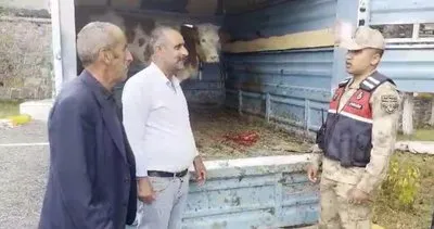 Ardahan'da çalınan büyükbaş hayvan Kars’ta bulundu #ardahan