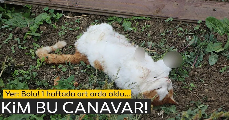 Bolu’da bir haftada ayakları kopuk 5 kedi bulundu En Son Haber