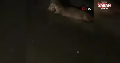 Samsun’da su samuru görüntülendi | Video