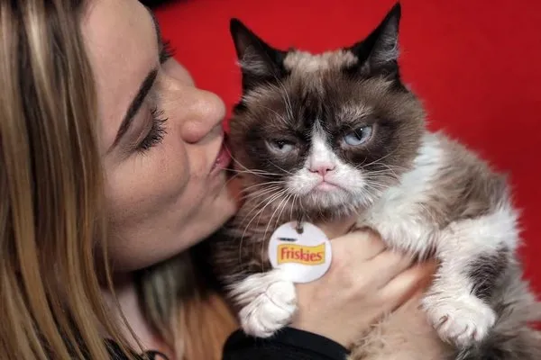 Huysuz Kedi sahibine internetten 188 milyon TL kazandırdı!