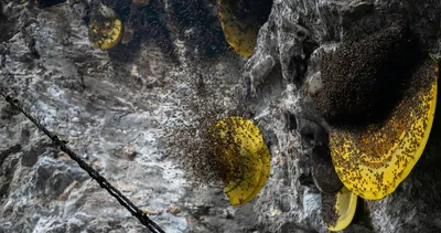 Vahşi bal toplamak için ölümü göze alıyorlar! Fiyatı dudak uçuklatıyor ve eşi benzeri yok