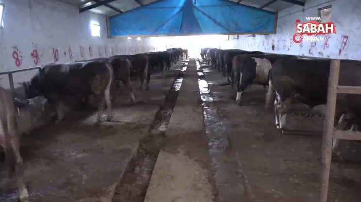 1 ton 220 kilogram ağırlığındaki dev tosun 72 Bin 500 liraya alıcısını buldu | Video