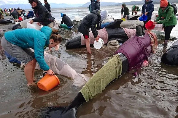 Yeni Zelanda'da yüzlerce balina telef oldu