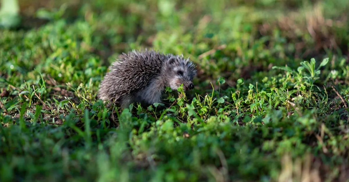 kirpiler ne yer nerede yasar kirpi ne