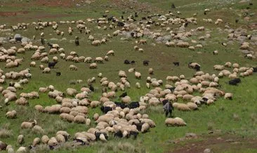 Göçerlerin sıcak illerden Muş'taki Şenyayla'ya ve Kozma dağında yolculuğu başladı #mus