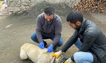 Kars’ta kuduz karantinası
