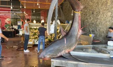 350 kiloluk köpek balığı ağa takıldı! #kocaeli