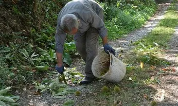 Sinop’ta kestane hasadı başladı