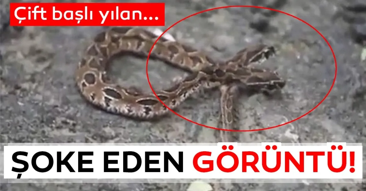 dunyayi soke etti cift basli yilan ortaya cikti sosyal medyada son dakika olarak paylasildi sayfa 9 son dakika haberler