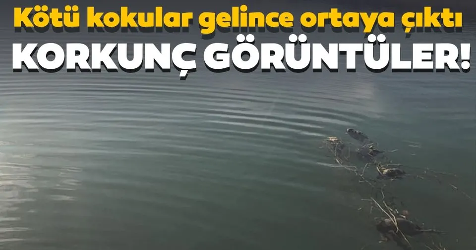 sapanca da korkunc manzara kotu