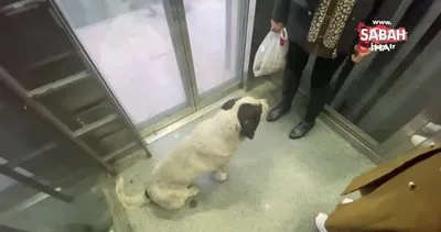 Bu köpekler bir mahalleden diğer mahalleye asansör ile gidiyor | Video