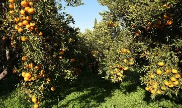 Turunçgilde yeni sezon mandalina ihracatı 28 Eylül’de başlıyor