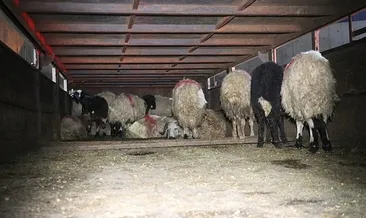Koyunları uyuşturucu kuryesi yaptılar
