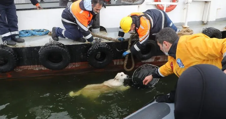 Haliç’te köpek kurtarma operasyonu