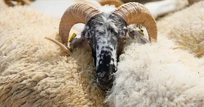 Kurban Bayramı 2026 kaç gün kaldı, tatili kaç gün sürecek, tarihler belli mi?