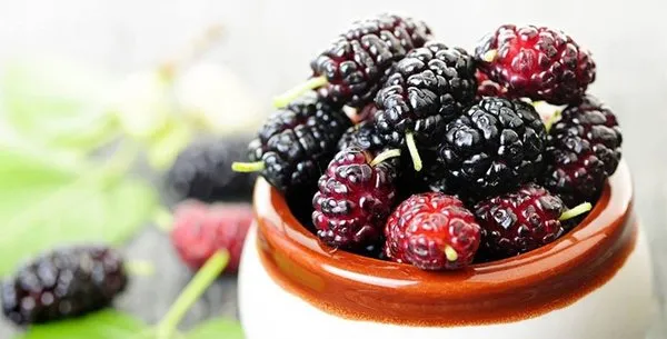 Tam bir şifa kaynağı Karadut'un faydaları saymakla bitmiyor