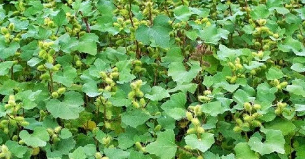 Aslanpencesi Cayi Faydalari Nelerdir Ne Ise Yarar Aslanpencesi Cayi Nasil Demlenir Adet Sokturur Mu Saglik Haberleri