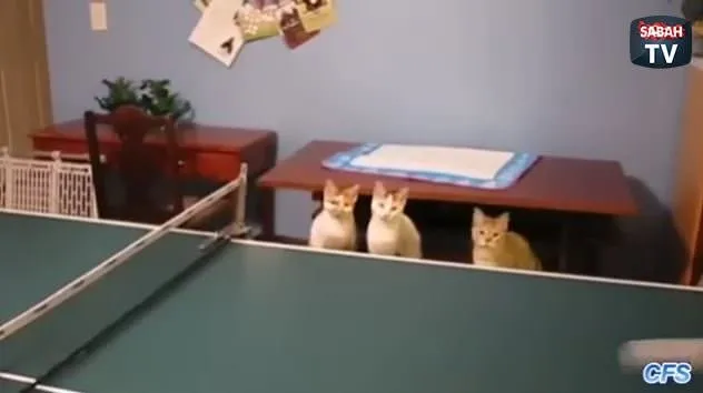 Kedilerle masa tenisi oynamak