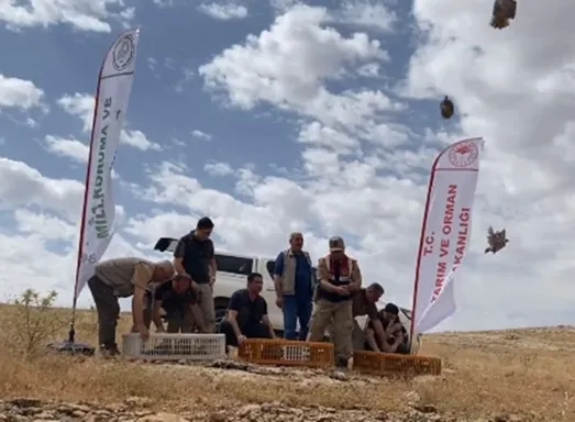 sanliurfada-kinali-keklikler-dogaya-salindi-1686322692646.jpeg