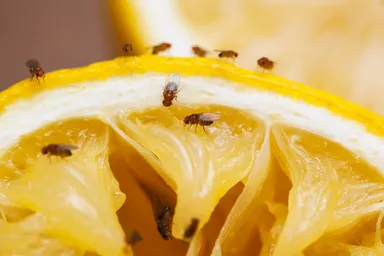 Pencerelerin önüne sadece 1 adet koyun, tek bir tanesi bile içeri giremeyecek! Sinekleri evden uzak tutan formül…