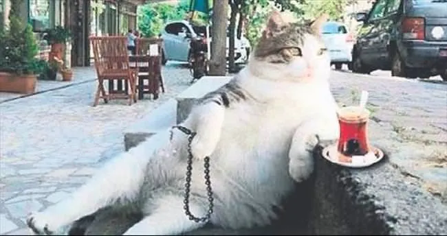 İşte fenomen kedi Tombili’nin hikâyesi