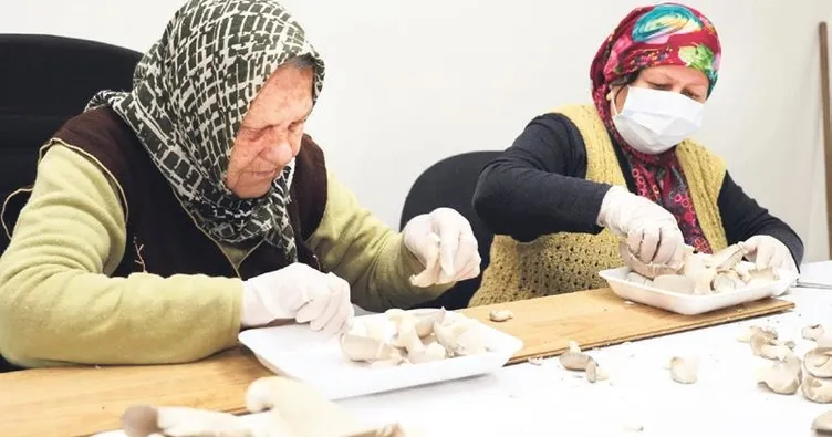 Atıl tünel, mantar üretim merkezi oldu