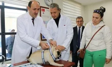 İstanbul İl Tarım Müdürü: 220 bin kedi, 103 bin köpeğe çip takıldı