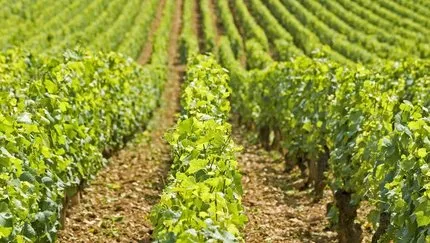 Göz Taşı Nedir? Göztaşı İle Bordo Bulamacı Arasındaki Fark Nedir?