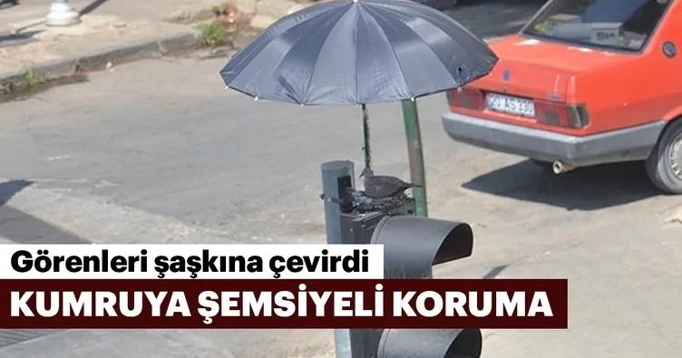 İzmir’de kumruya şemsiyeli koruma