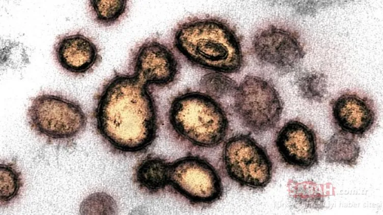 Son Dakika Haberi: Bilim insanlarından dünyayı korkutan corona virüsü açıklaması! 40 mutasyon geçirmiş virüs bulundu!