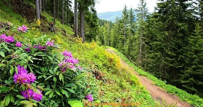 Ordu Da Bal Ormani Sayisi 9 A Ulasti Son Dakika Haberler