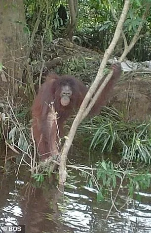 Endonezya’da iğrenç olay: Orangutan’ı 6 yıl boyunca...