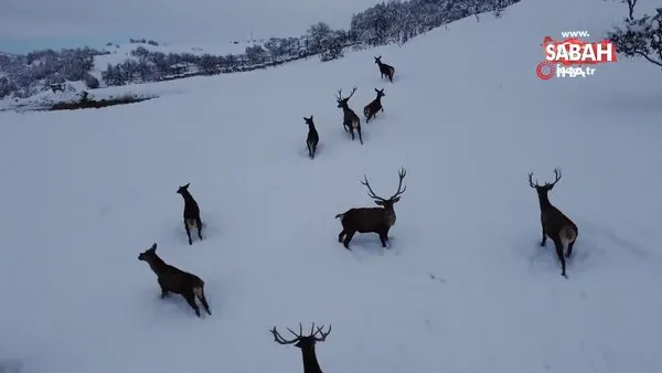 Türkiye’nin ilk fauna alanında kış güzelliği. Tabiat parkındaki yaban hayvanları böyle görüntülendi | Video