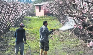 Erken açan çiçek üreticiyi korkuttu