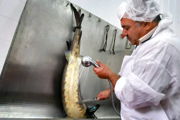 Kilosu 5 bin eurodan satılıyor! Dünyanın en pahalısı!
