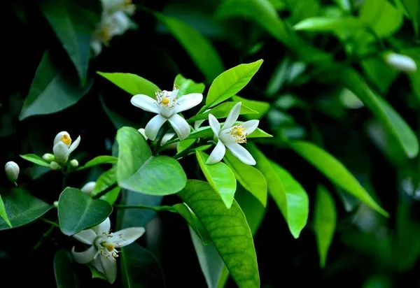 portakal-cicegi-karnavali-13-21-nisanda-yapilacak-1702368134677.jpg