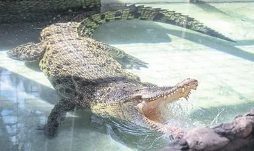 Eş bulma seferberliği