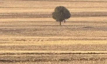 Silopi'de korkunç olay: Ağaca asılı halde bulundu! #sirnak