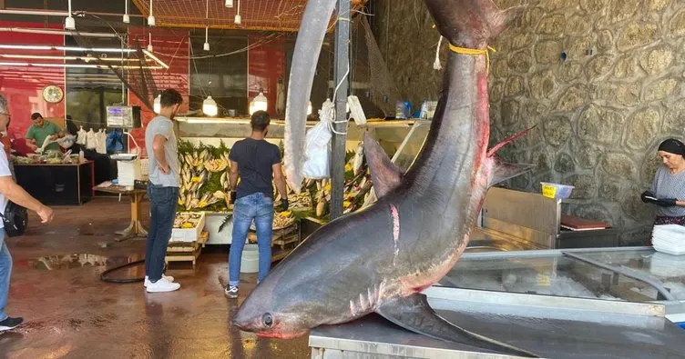 350 kiloluk köpek balığı ağa takıldı!