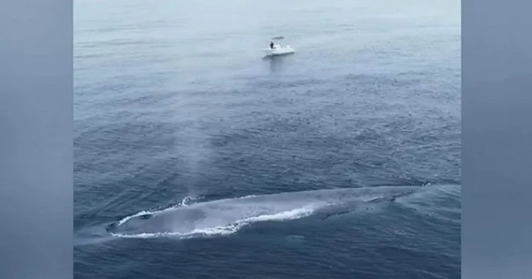 Pasifik Okyanusu’nda görülen mavi balina balıkçıları korkuttu