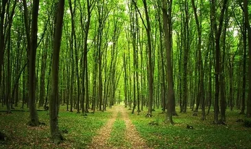 Ağaç ayrımcılığı