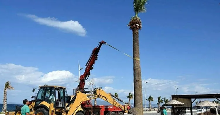 Aliağa’da plajlar bölgesine ağaç takviyesi